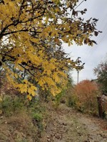 Обложка произведения Осень возвращает