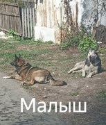 Обложка произведения Малыш