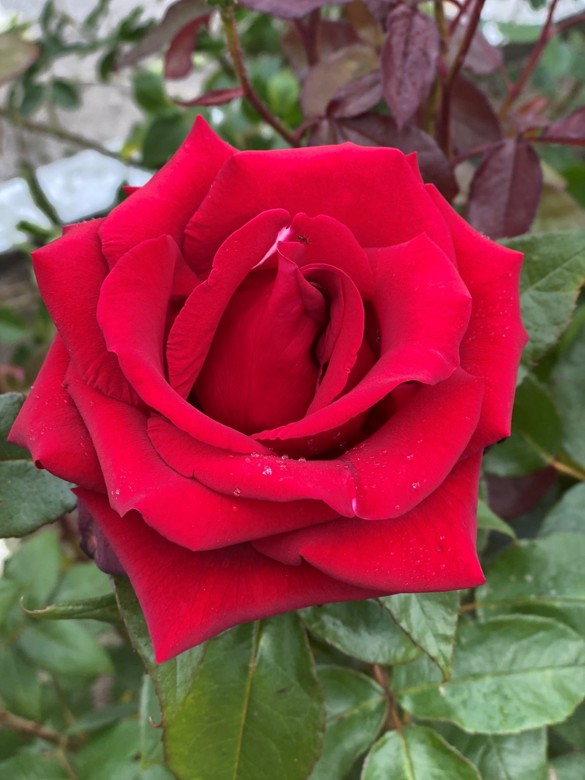 Обложка произведения Утро решает многое