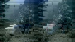 Колючий волк