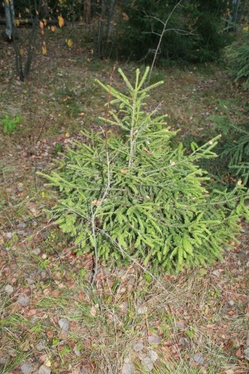 Обложка произведения О душе ведьмы и силе черного слова