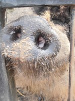 Обложка произведения Межпланетная коррида