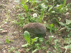 Ёж. Самый обычный ёж.