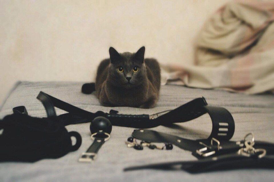 Обложка произведения Стихи БДСМ