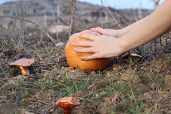 Ориби Каммпирр -...