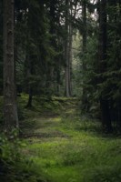 Обложка произведения Случаи в городке Лесном, Тёмного района