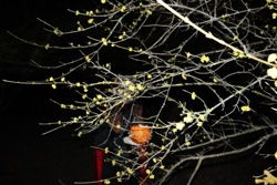 Ориби Каммпирр -...