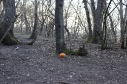 Ориби Каммпирр -...