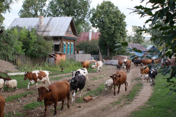 Обложка произведения Моё
