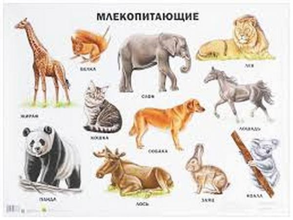 Обложка произведения Млекопитающие