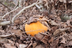 Ориби Каммпирр -...