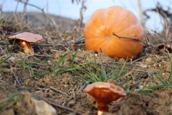 Ориби Каммпирр -...