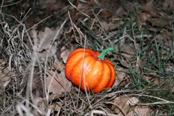 Ориби Каммпирр -...