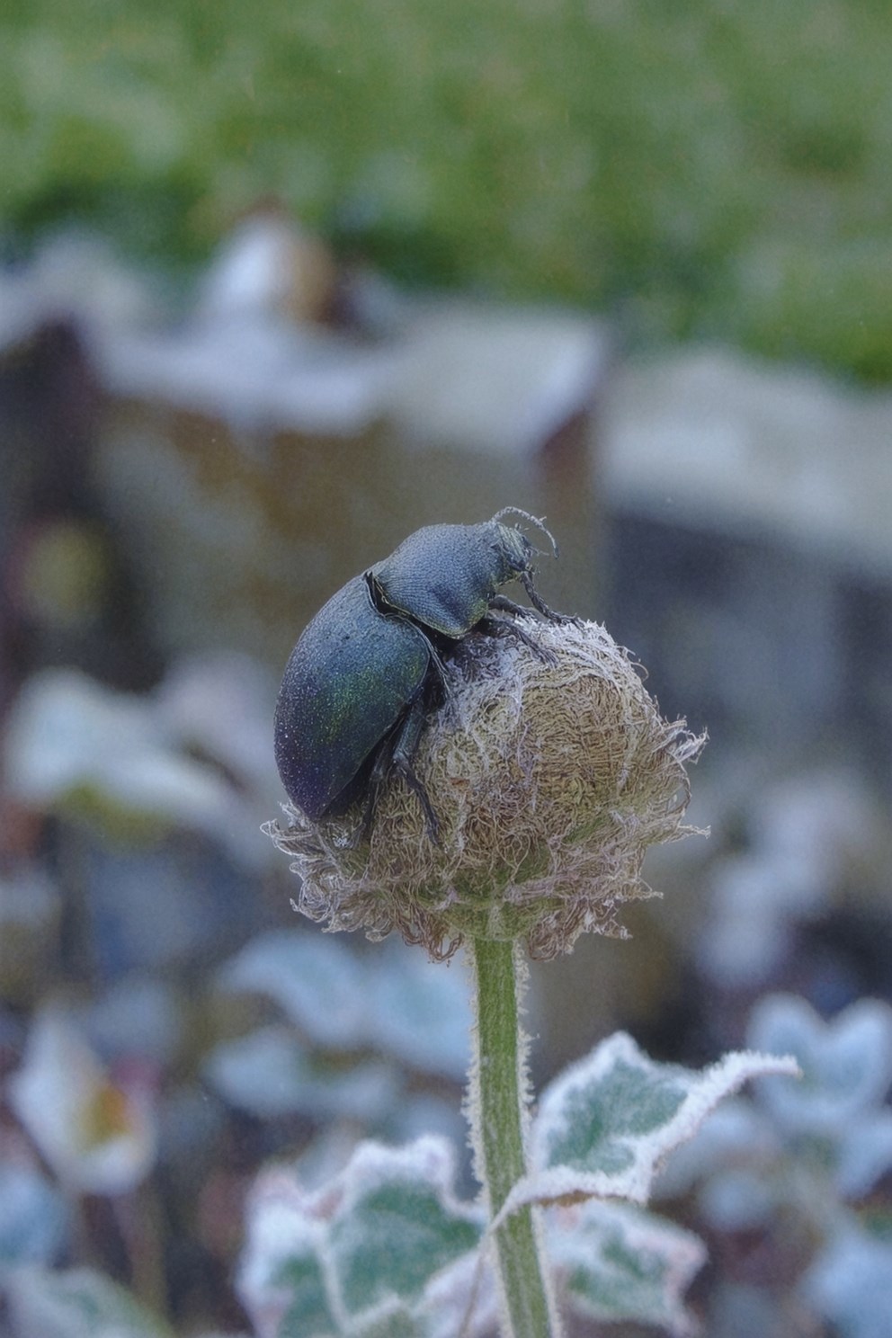 Обложка произведения The One Who Chirrs in the Darkness