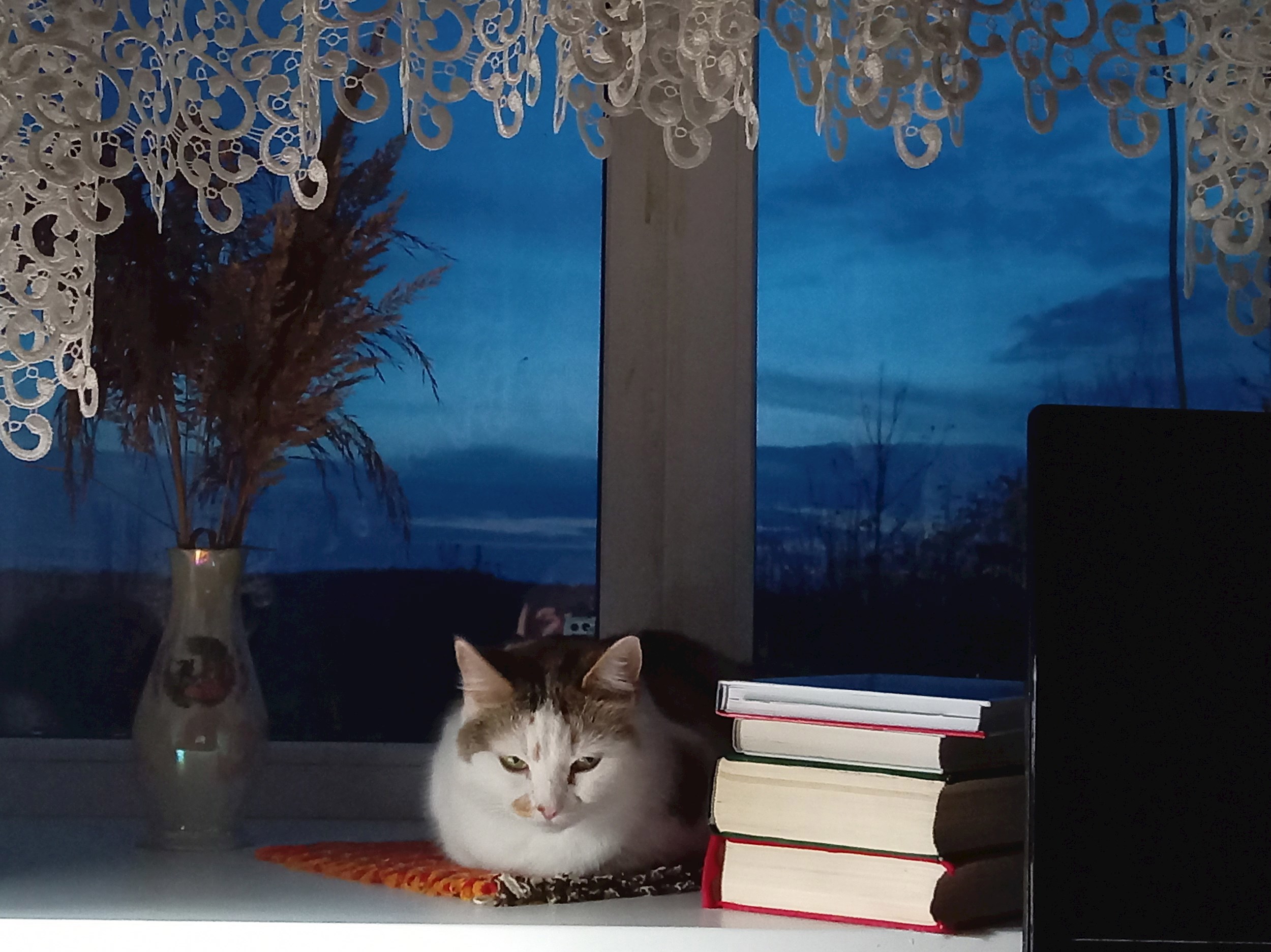 Обложка произведения Порода кошачьих