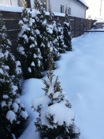 Обложка произведения Ноябрьские грёзы о белизне