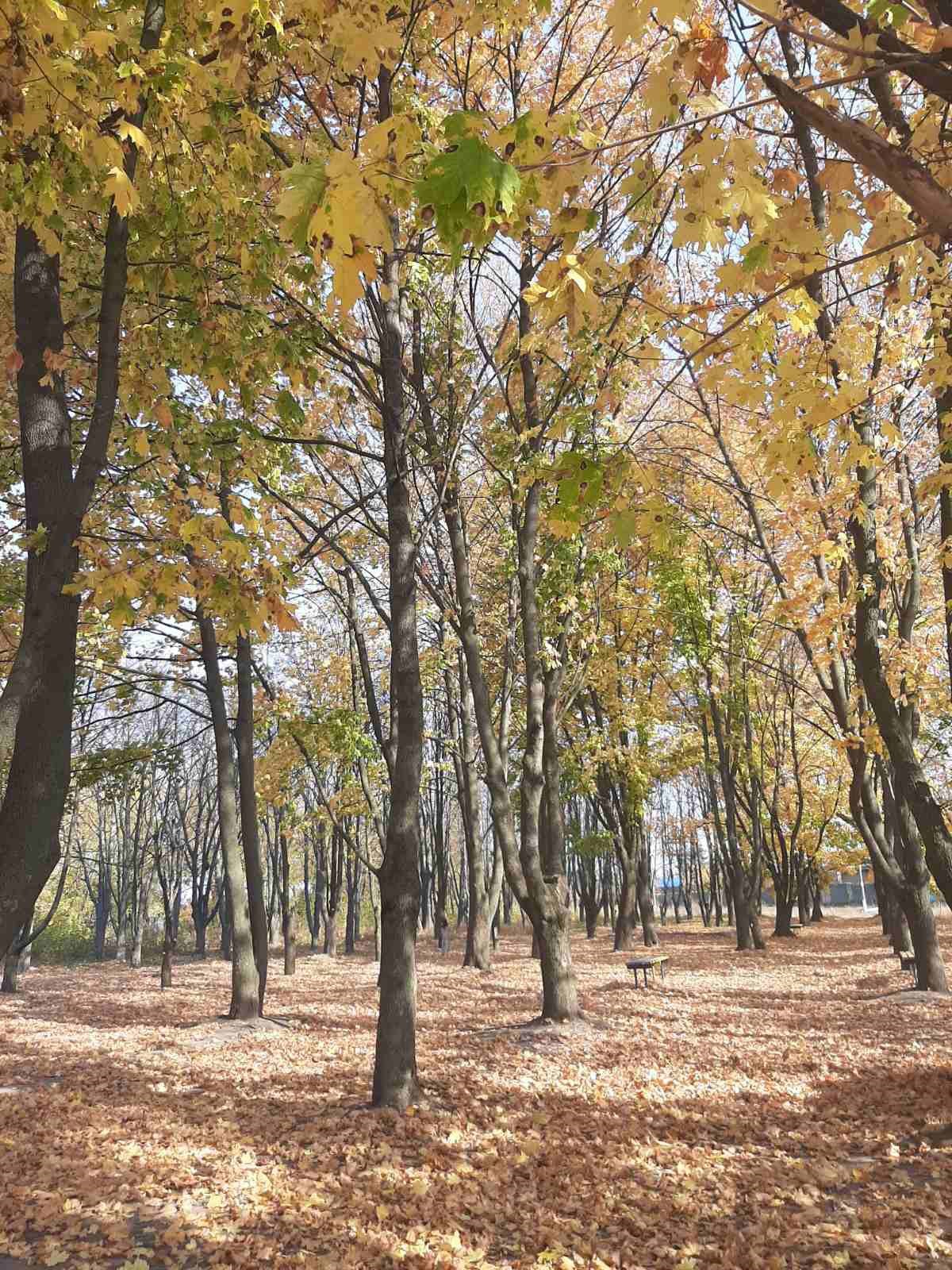 Обложка произведения Осенняя красавица