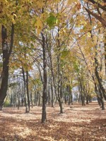 Обложка произведения Осенняя красавица