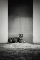 Обложка произведения Голова Уже в пасти Тигра