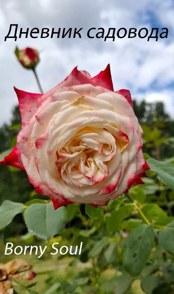 Обложка произведения Дневник садовода
