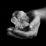 Обложка произведения Чудеса