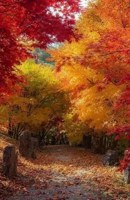 Обложка произведения Лето - осень 2025 года.