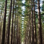 Обложка произведения Путешествие