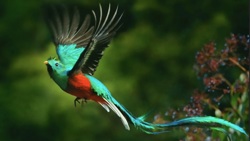 Феникс как птичка