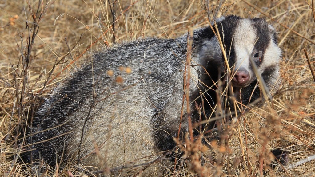 Обложка произведения Экономические басни Посохова