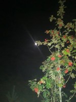 Обложка произведения Мир объят молоком