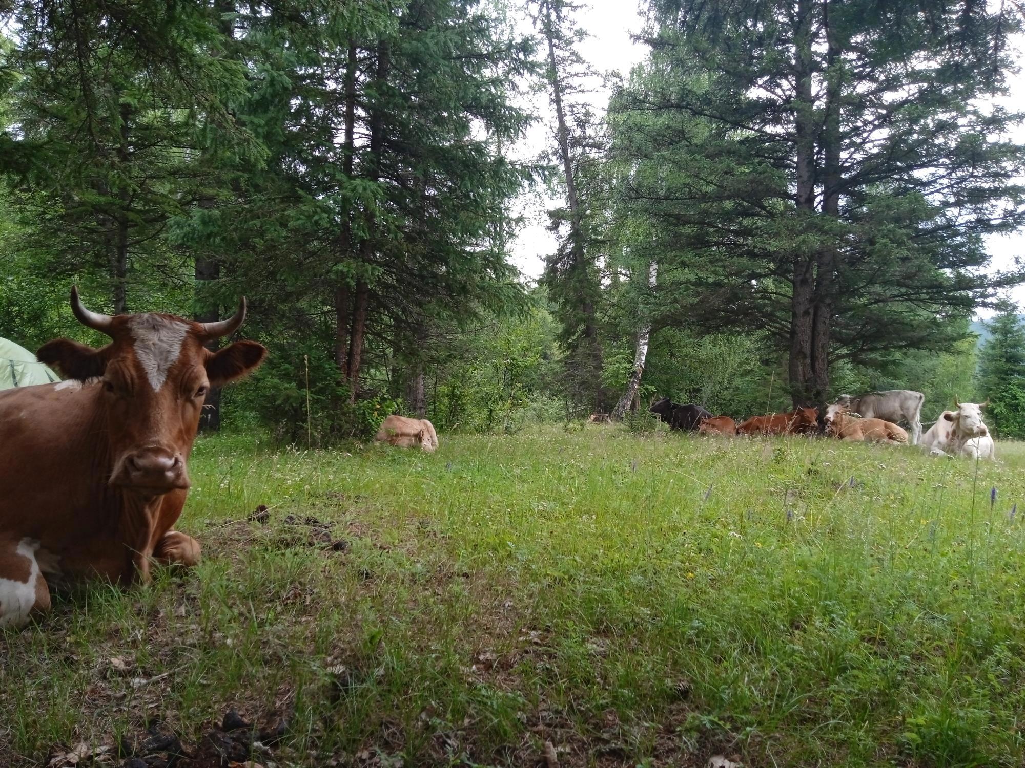 Дорога привела обратно: утро с коровами и дух Уймонской долины - Виктор Агеев-Полторжицкий