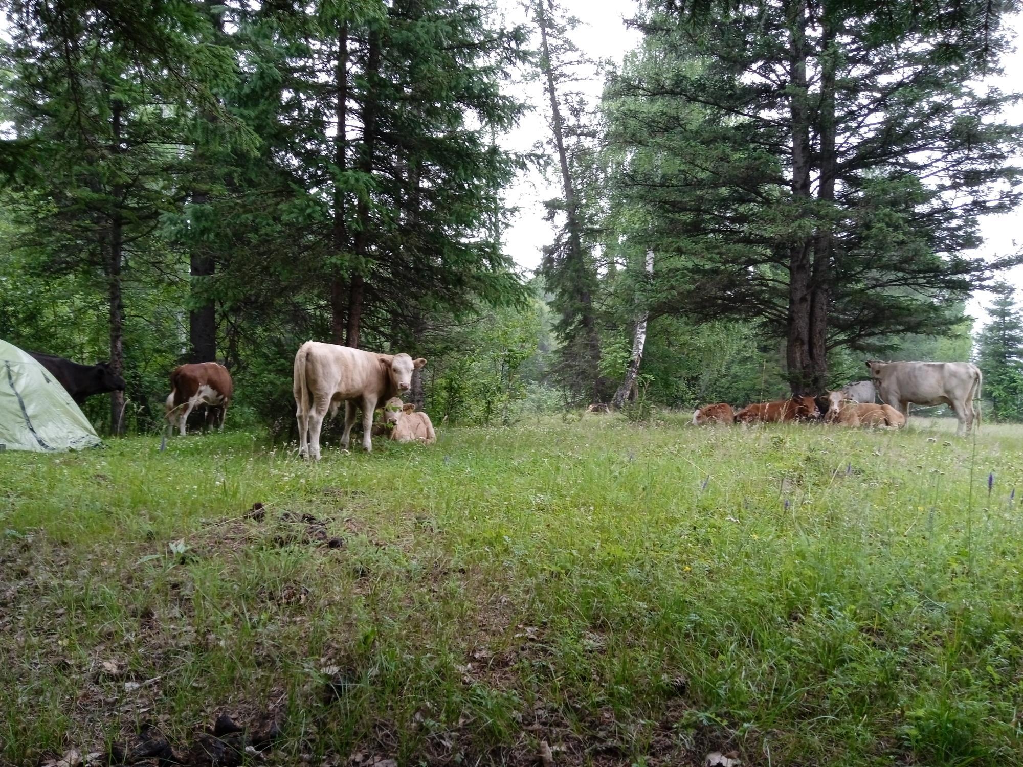 Дорога привела обратно: утро с коровами и дух Уймонской долины - Виктор Агеев-Полторжицкий