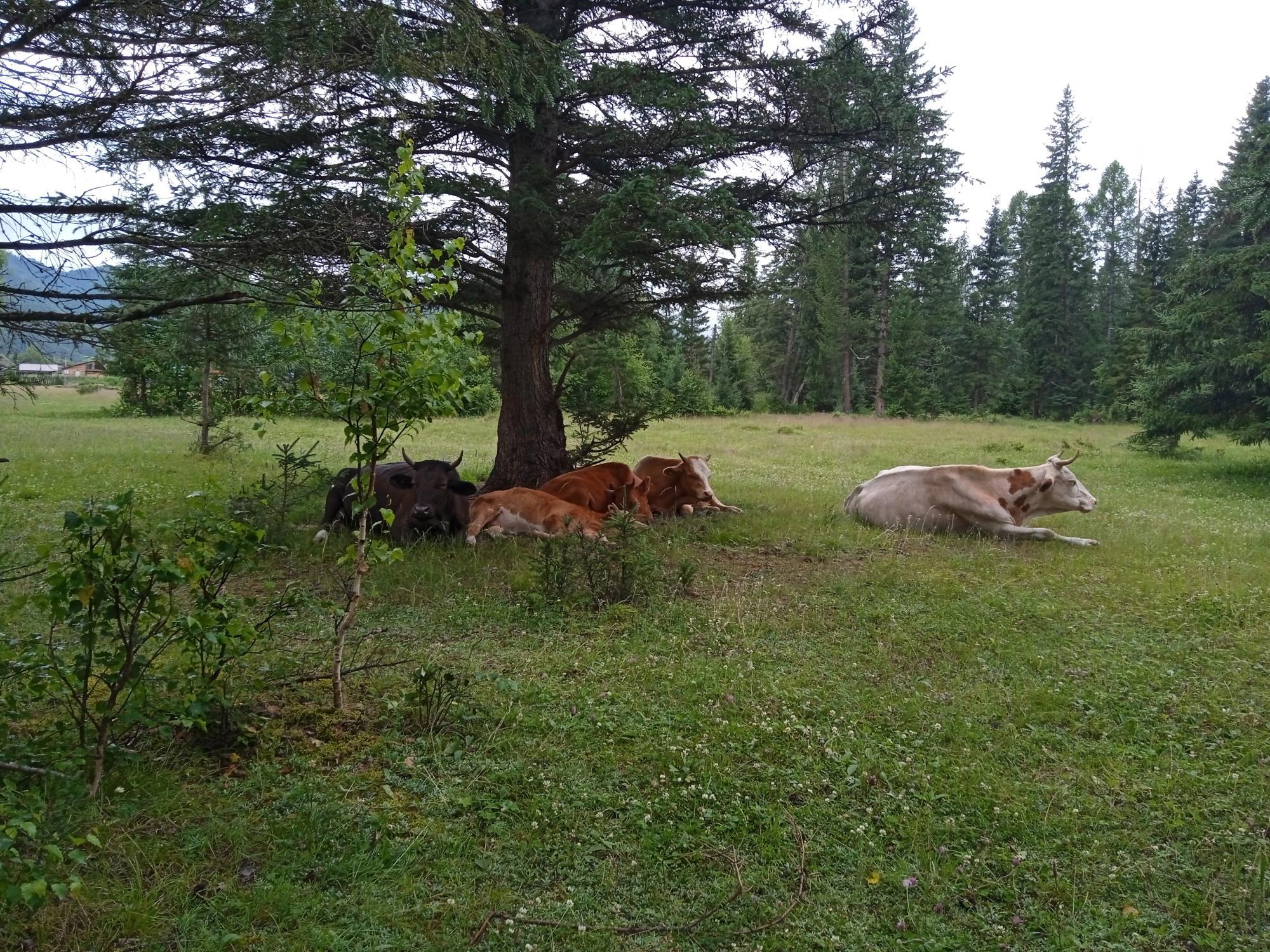 Дорога привела обратно: утро с коровами и дух Уймонской долины - Виктор Агеев-Полторжицкий