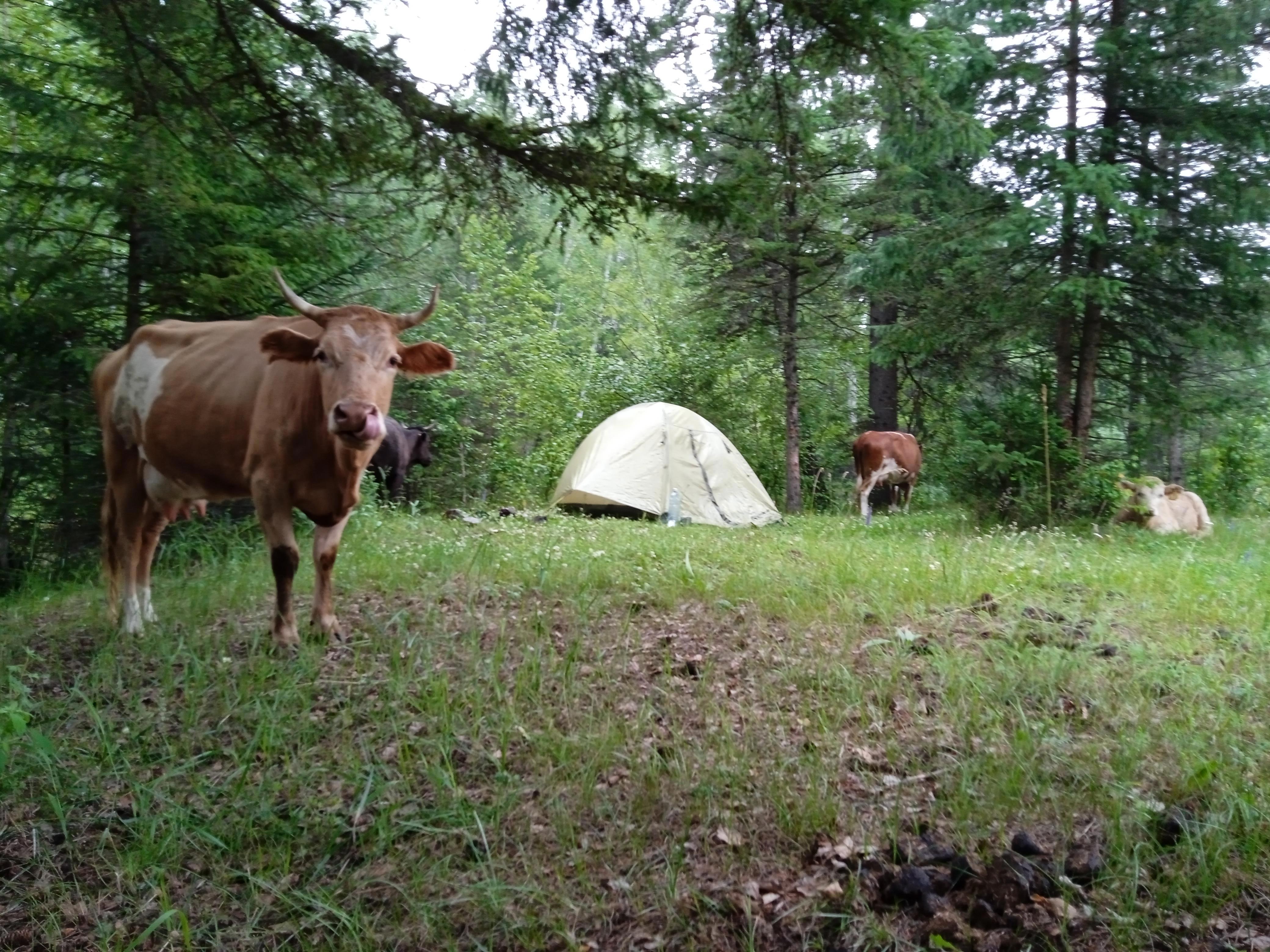 Дорога привела обратно: утро с коровами и дух Уймонской долины - Виктор Агеев-Полторжицкий