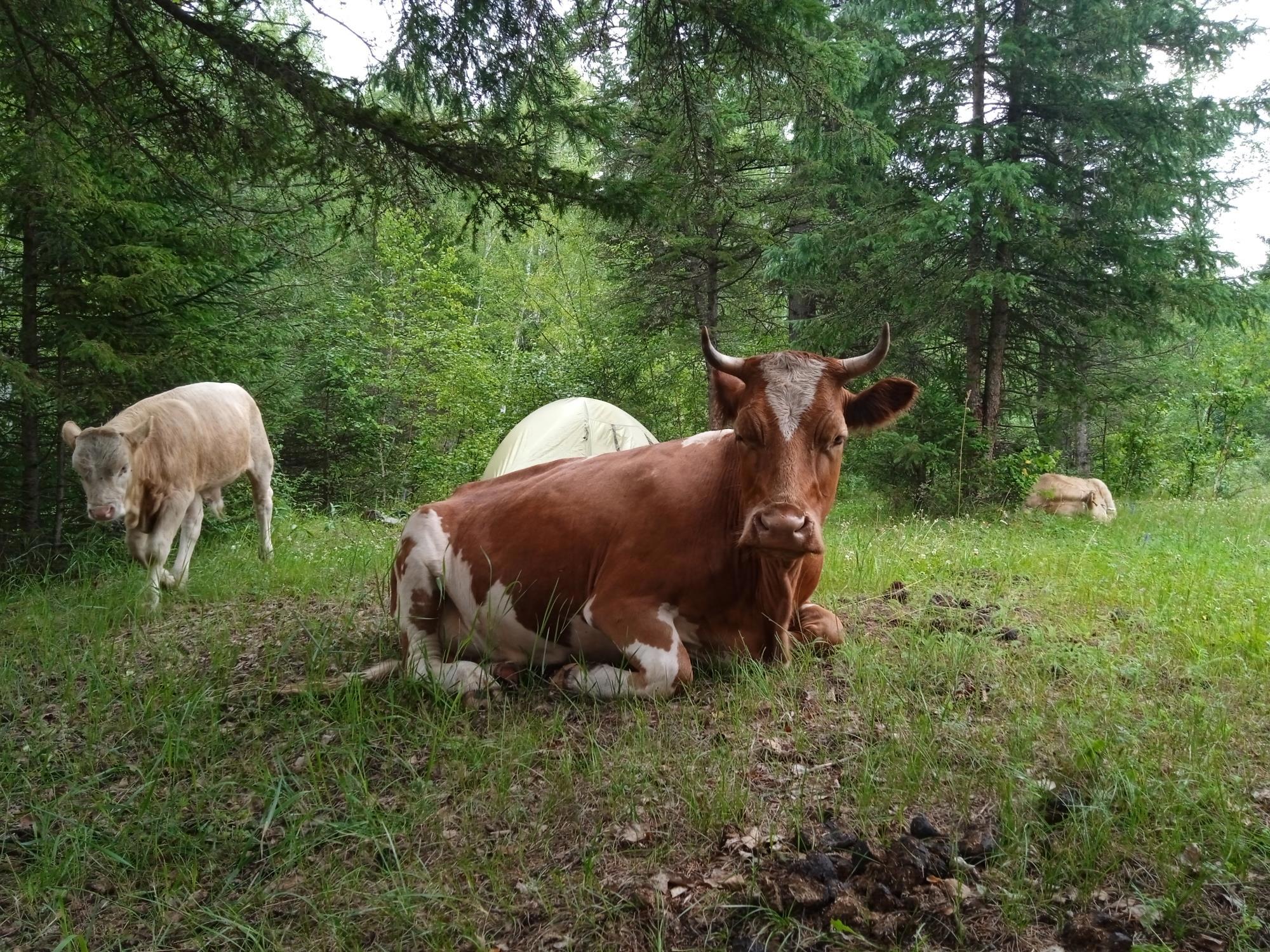 Дорога привела обратно: утро с коровами и дух Уймонской долины - Виктор Агеев-Полторжицкий