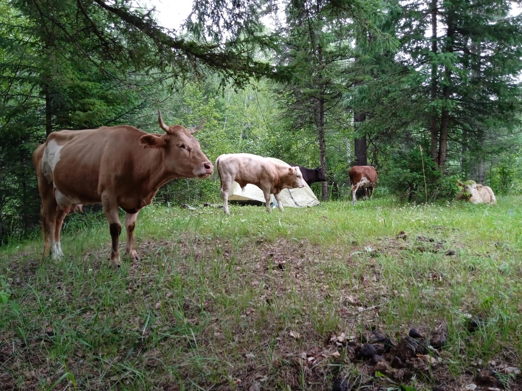 Дорога привела обратно: утро с коровами и дух Уймонской долины - Виктор Агеев-Полторжицкий