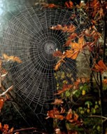 Обложка произведения Имя мне - Осень