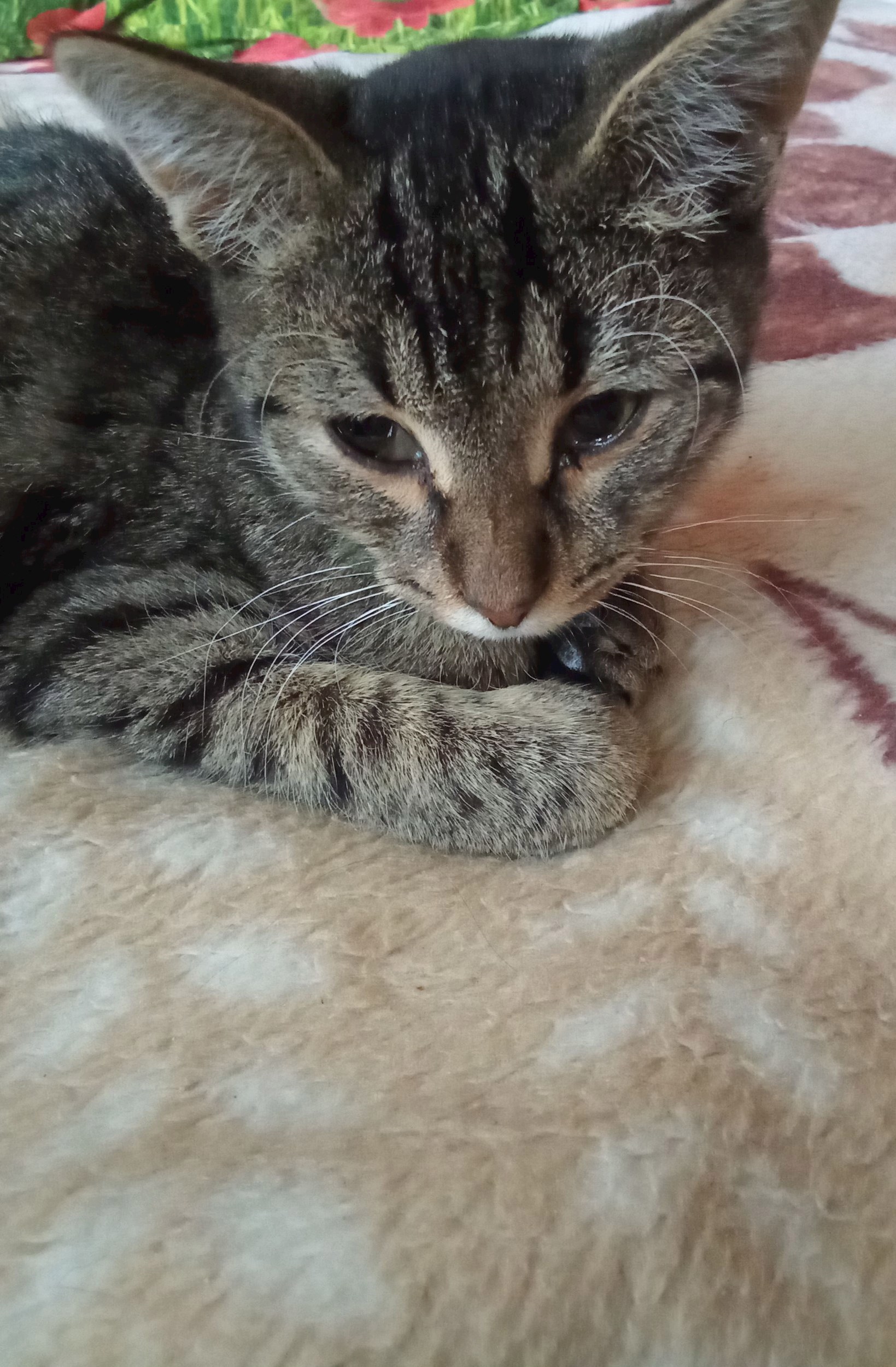 Обложка произведения Ушастик