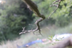 Ориби Каммпирр - Ночь...