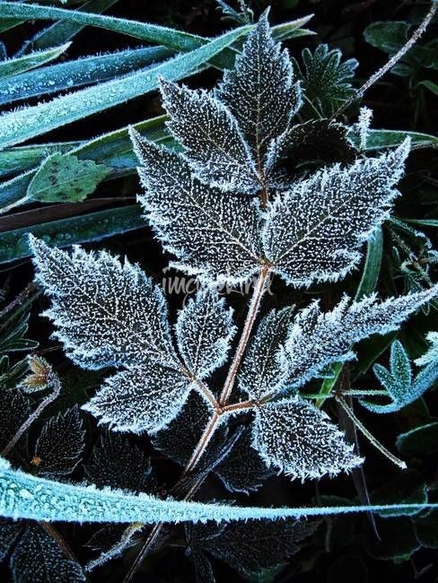 Обложка произведения Марсианские хроники