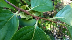 Ориби Каммпирр - Древо...