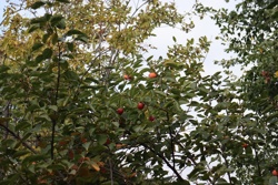 Ориби Каммпирр - Древо...