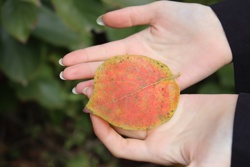 Ориби Каммпирр - Древо...