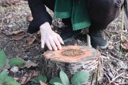 Ориби Каммпирр - Древо...