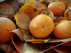 Ориби Каммпирр - Древо...