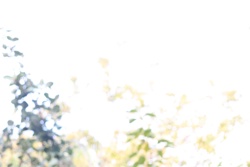 Ориби Каммпирр - Древо...