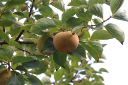 Ориби Каммпирр - Древо...