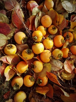 Ориби Каммпирр - Древо...