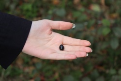 Ориби Каммпирр - Древо...