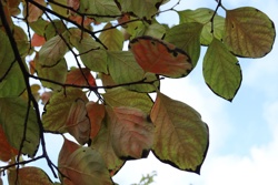 Ориби Каммпирр - Древо...